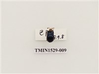 藏品(大琉璃擬守瓜)的圖片